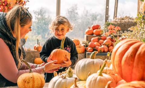 picture of the pumpkin patch at Cotswold Farm Park. Various size pumpkins and a lady and young boy holding a pumpkin.