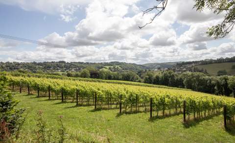 Woodchester Valley Vineyard
