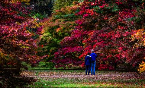 Westonbirt - The National Arboretum trees in the autumn, a couple look on to the trees with red and orange leaves