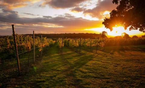 Blabers Hall Vineyard sunset