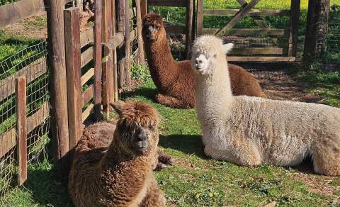 Three alpacas rest on green grass near a wooden fence, basking in sunlight. Their soft, fluffy fur adds a serene and cozy feel to the pastoral setting.