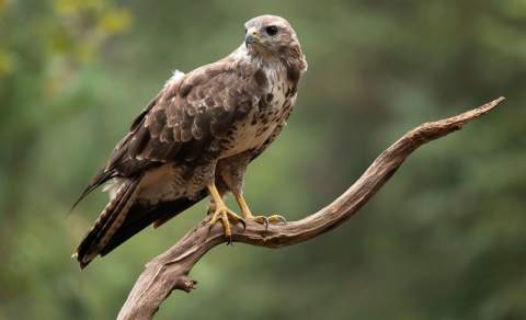 buzzard on a branch