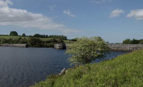A tranquil lake with clear blue water is surrounded by lush green grass and shrubs under a bright blue sky. A flowering tree stands by the water's edge.