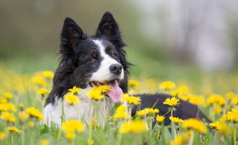 dog chilling on a meadow
