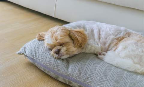 Small dog lying on a pillow