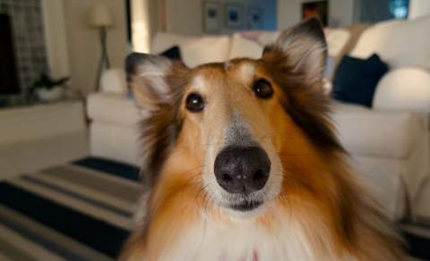 fluffy dog in a room