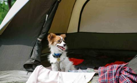 Dog sitting in an open tent on a campsite