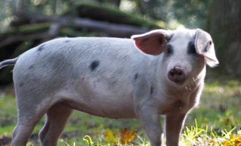 Pannage Pig in the New Forest