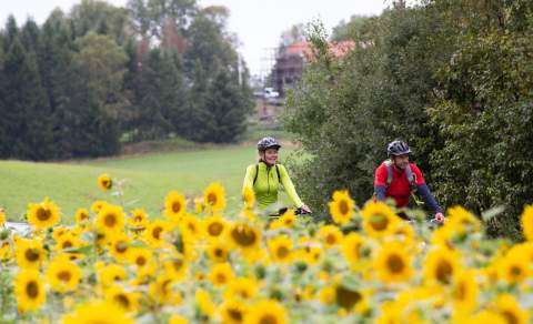 To som sykler langs en solsikkeåker