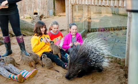 BCA Zoo, Maidenhead