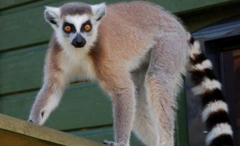 Beale Park, Animals