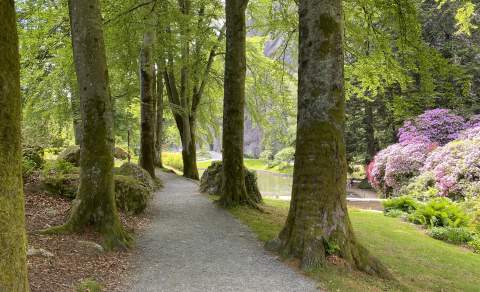Bøketre-aleen i Ravnedalen, Kristiansand