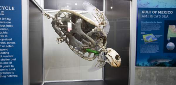 skeleton of a sea turtle on display