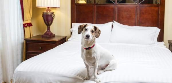 dog on a bed in a pet friendly hotel in mobile