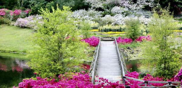 blooming azaleas around a bridge