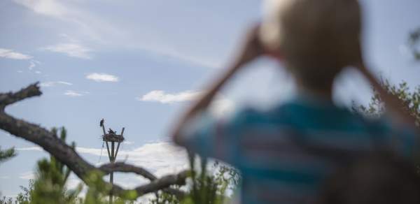 A boy looks through binoculars at a bird next in a stand
