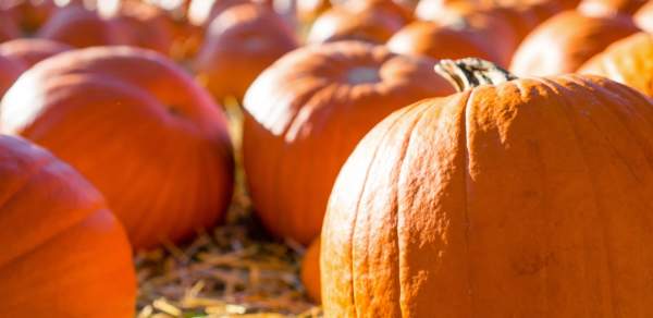Field of pumpkins