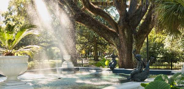 fountain and an oak tree