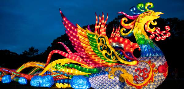 Illuminated phoenix lantern at the Gulf Coast Chinese Lantern Festival