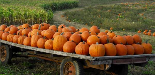 For the Love of Pumpkins: Pumpkin Patches in Mobile, AL.