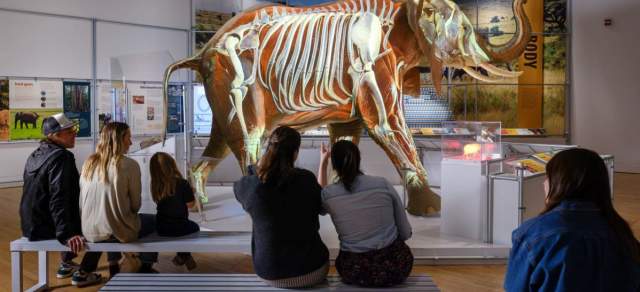 The Secret World of Elephants at Denver Museum of Nature & Science
