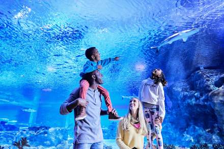 Family standing in front of a large aquarium wall with the kids looking up and pointing excitedly