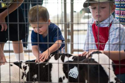 Two small kids petting a tagged baby cow. One is wearing a red apron that says Barnyard Friends