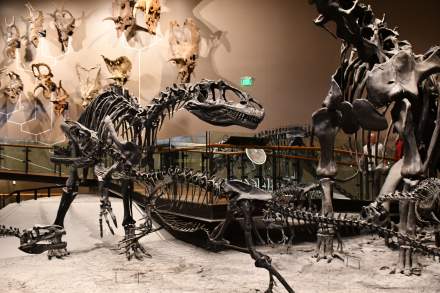 Natural History Museum