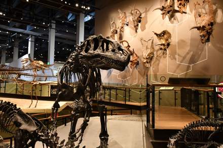 Natural History Museum of Utah Allosaurus