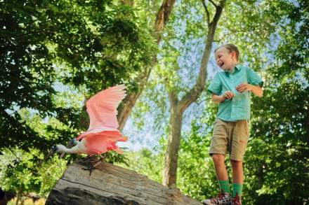 A little boy stands on a log next to a flamingo at Tracy Aviary.
