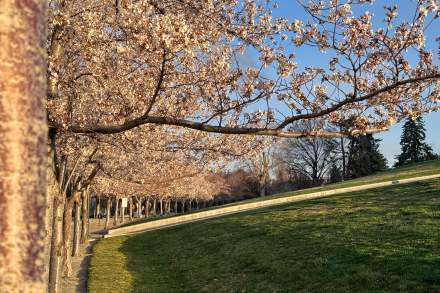 Memorial Walkway USC Cherry Blossoms