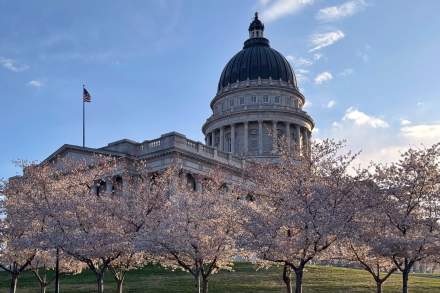 Utah State Capitol Cherry Blossoms