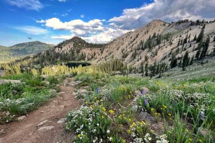 Image of Lake Catherine in the summer with wildflowers.
