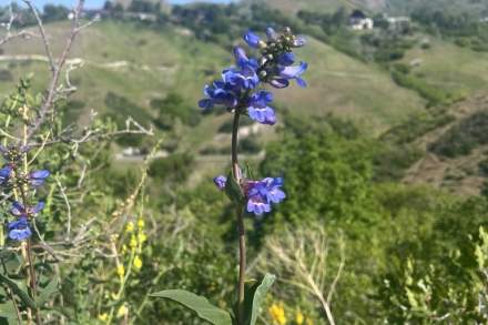 Penstemon Wildflower