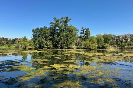 Image of the pond at Liberty Park