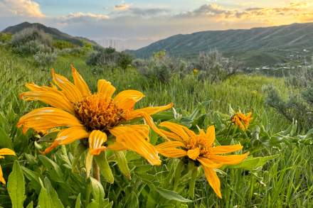 Bright yellow flowers in a grassy meadow area with sagebrush and mountains in the background