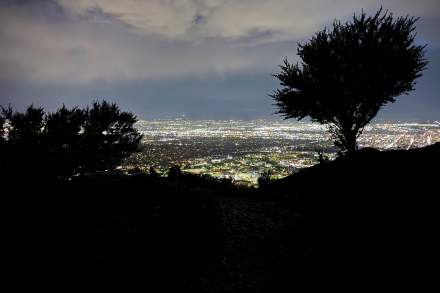 Silhouette of pinion pine trees with the lights of the Salt Lake valley in the background