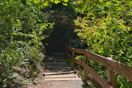 Trail with wood plank stairs and wooden rail descending into trees