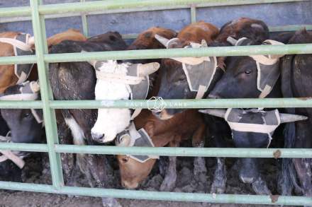 Livestock