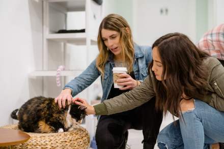 Tinker's Cat Cafe