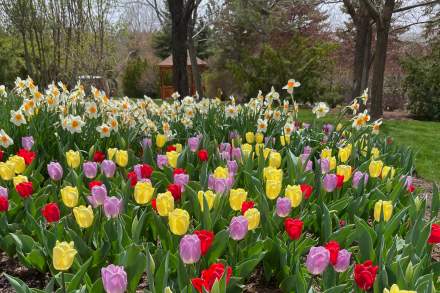 Image of tulips at Thanksgiving Point's Tulip Festival.