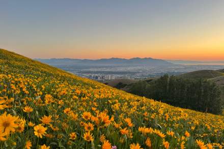 Hillside covered in yellow wildflowers with the Salt Lake valley and Oquirrh mountains across the valley at sunset
