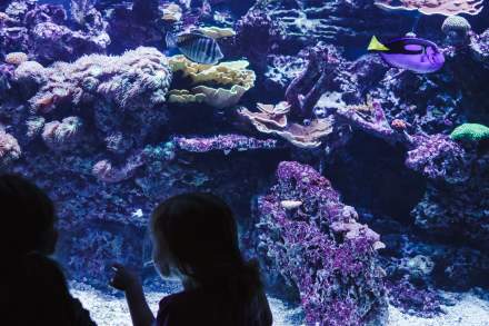 Loveland Living Planet Aquarium
