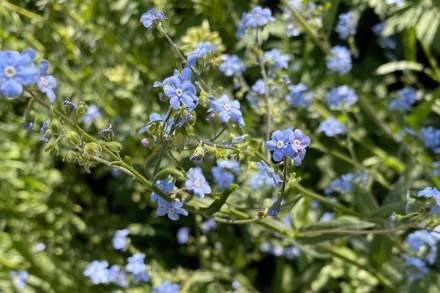Jacob’s Ladder flowers, a common feature in the Cottonwood Canyons