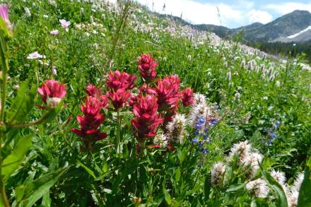 A wild Utah Paintbrush flower