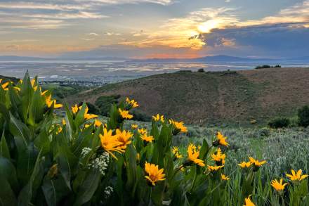 Yellow spring wildflowers with mountains looking down into the Salt Lake valley at sunset
