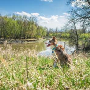 Dog-friendly spots to check out in Fargo-Moorhead