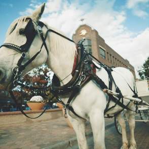 Horse-Carriage-Tour