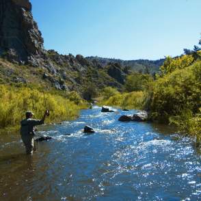 Man Fly Fishing in the Poudre River In Fort Collins, CO