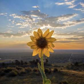 flower eclipse itsbentumnus